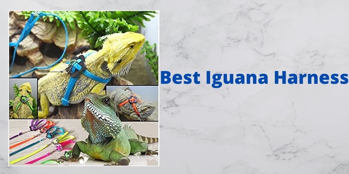 best-iguana-harness